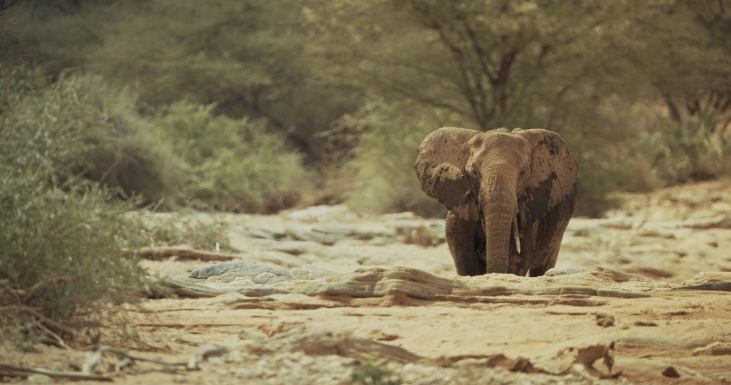 Gardiennes des Elephants — ARTE